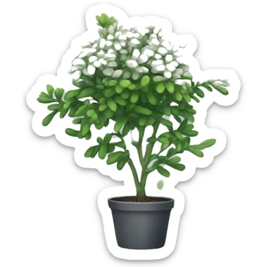 Rue plant sticker