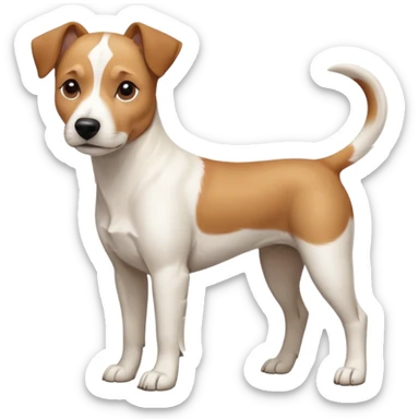a full body facing front on of a buff white beagle cross jack russell terrier looking dog the size of a kelpie with light brown long ears resting on its face and a light brown patch above one eye and a large snout. the rest of the dog is completely white.  sticker