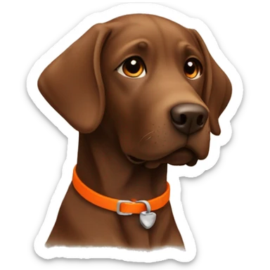 Brown Labrador retriever with orange collar sticker