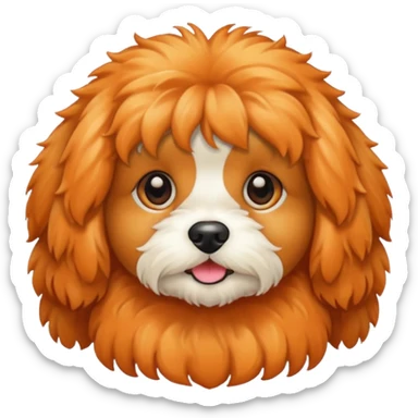Cavapoo  apricot no white at all all orange  sticker