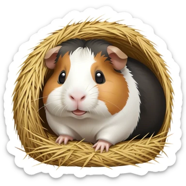 Cobaya con pelaje blanco y negro comiendo heno sticker