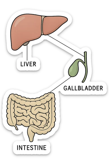 Connessione visiva con linee fegato , intestino e cistifellea sticker