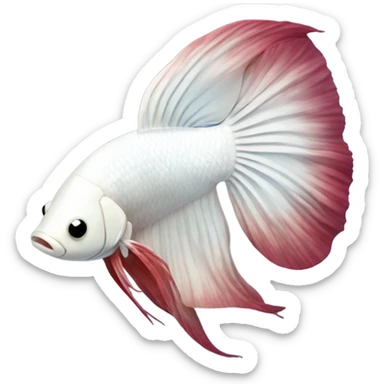 White betta fish with burghundy short fins, position: full profile sticker