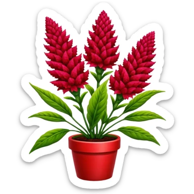 celosia plant sticker