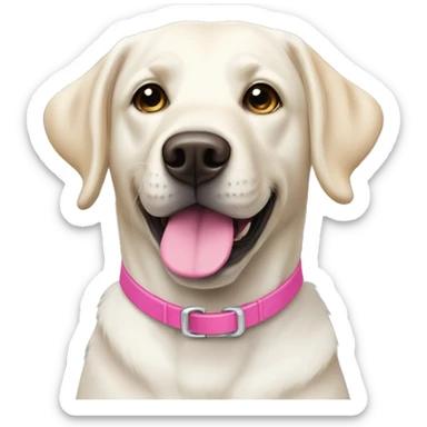 a white labrador retriever with a pink collar sticker