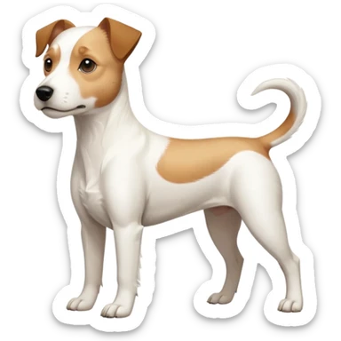 a full body buff white parson russell terrier looking dog the size of a kelpie with light brown long ears and a light brown patch on one eye and a large snout. the rest of the dog is completely white. forward facing sticker
