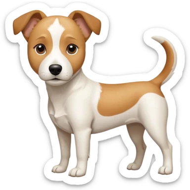 a full body facing front on of a buff white beagle cross jack russell terrier looking dog the size of a kelpie with light brown long ears resting on its face and a light brown patch above one eye and a large snout. the rest of the dog is completely white.  sticker
