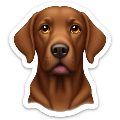 Brown Labrador Retriever with orange collar sticker