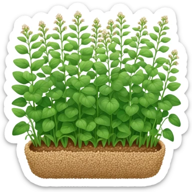buckwheat coverrop sticker