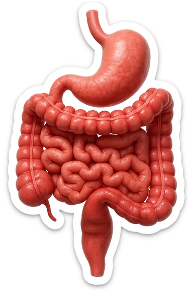 intestino anatomico umano affetto da gastroenterite, diarrea liquida nel colon ben visibile, iperrealistico 4k sticker
