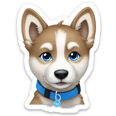  Caramel Frappe Brown husky puppy sitting head tilted gazing at viewer with blue eyes with metallic blue bone as on black collar tag sticker