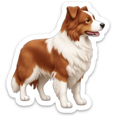 red and white australian sheperd whole body profile giving hand sticker