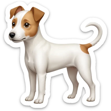 a full body white parson russell looking dog the size of a kelpie with light brown ears and a light brown patch on one eye and a large snout sticker