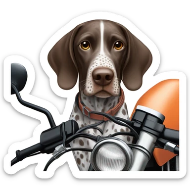 German shorthair pointer on a dirt bike sticker
