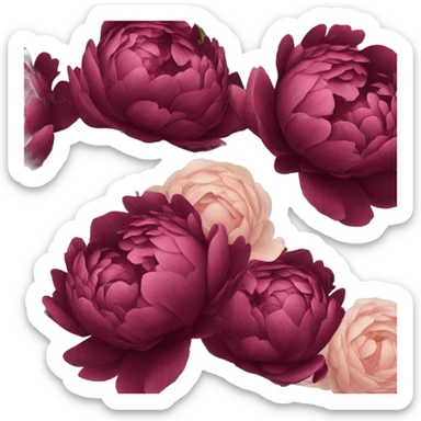 Big bouquet of burgundy peonies with a ribbon sticker