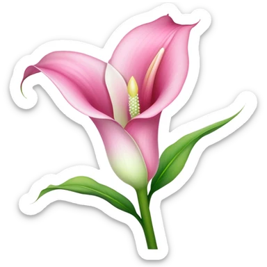 Gypsum Of a All Pink Calla Lily  sticker