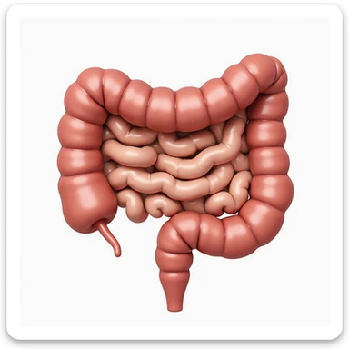 healthy human intestine, anatomical, detailed front view, smooth walls, healthy color, realistic illustrative style, neutral background sticker