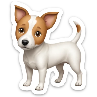 a full body white jack russel looking dog the size of a kelpie with light brown ears and a light brown patch on one eye, flopped down ears and a large snout sticker