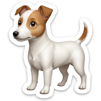 a full body white jack russel looking dog the size of a kelpie with light brown ears and a light brown patch on one eye, flopped down ears and a large snout sticker
