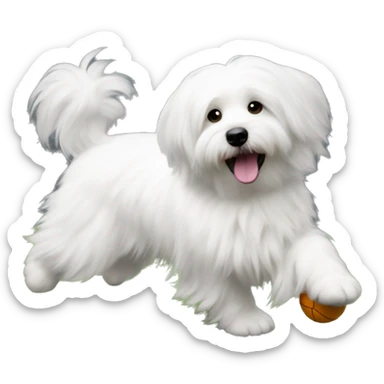 coton de tulear playing ball with grey ear sticker