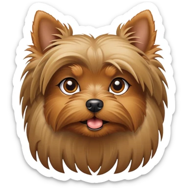 Yorkie with one white eye sticker