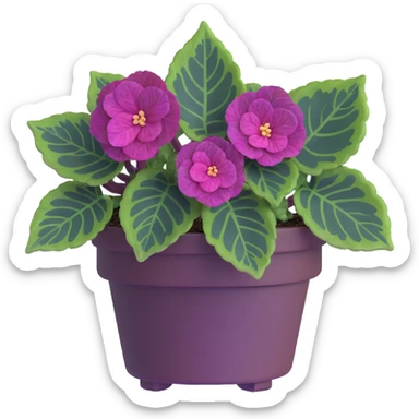 Bird's eye view of Begonia Rex plant showing spiral leaf formation from directly above, dark green leaves with purple edges and white spots sticker