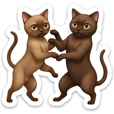 Dark brown Burmese cat fighting with beige Burmese cat sticker