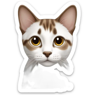 european shorhair white and brown sticker