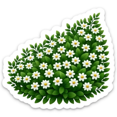 A dense bush with dark leaves and a curved organic shape with small white flower sticker