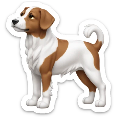 Un berger américain minuature rouge tricolore avec le museau blanc  sticker