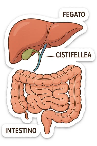 Connessione, fegato , intestino e cistifellea sticker