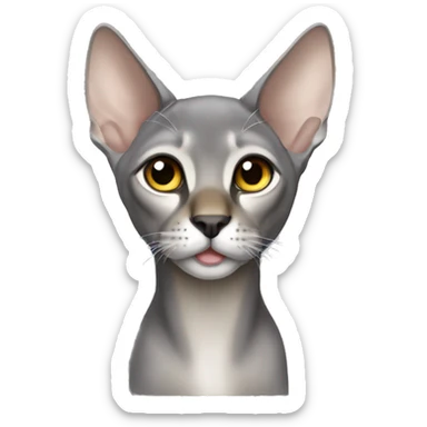 Silver Abyssinian without a left ear sticker