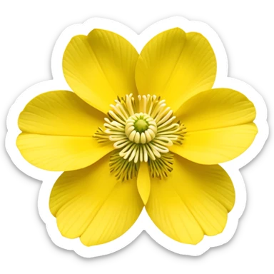 Yellow woodland anemone sticker
