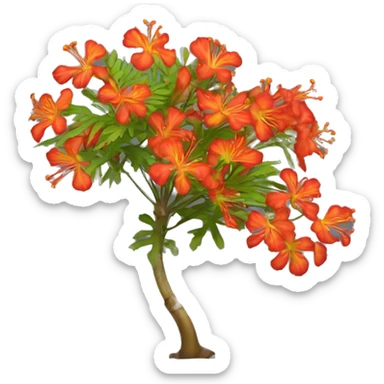 Le flamboyant - Delonix regia sticker