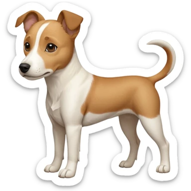 a full body facing front on of a buff white beagle cross jack russell terrier looking dog the size of a kelpie with light brown long ears resting on its face and a light brown patch above one eye and a large snout. the rest of the dog is completely white.  sticker