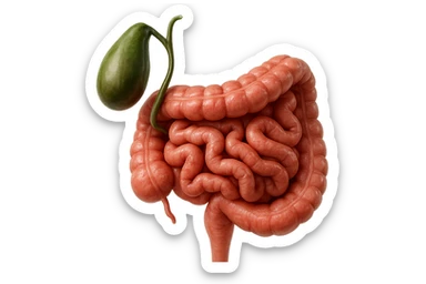 CISTIFELLEA E INTESTINO SONO COLLEGATI NEL DOLORE, SENZA SCRITTE E L'INTESTINO FALLO PERFETTO E REALISTICO, NON DISEGNATO iperrealistico 4k sticker