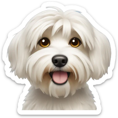 Havanese dog sticker