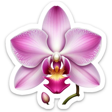 orchid with white and pink sticker