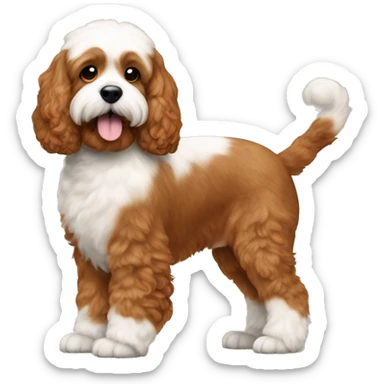 brownish orange cockapoo in colour, with white fur ONLY in her stomach and chin, and feet sticker