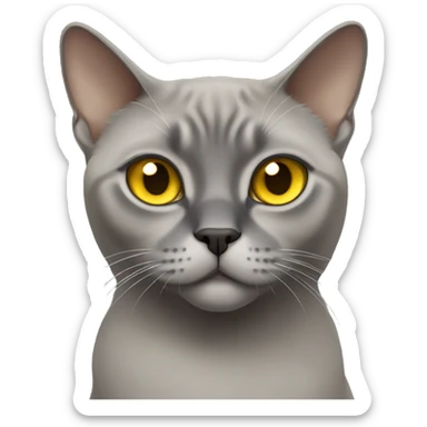 gray Burmese cat with yellow eyes sticker