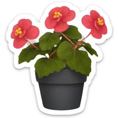 begonia sticker