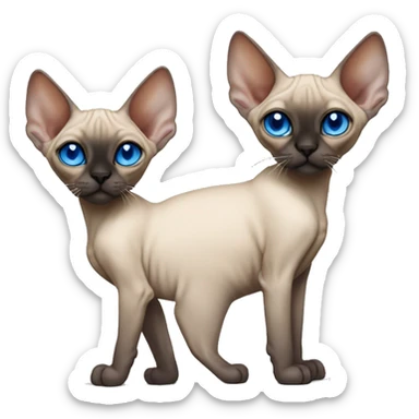 Siamese Sphynx  cat with blue eyes, full thin body stand, black nose ears and tail sticker
