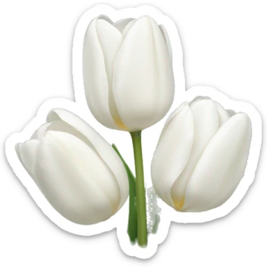 White tulips sticker