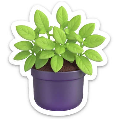 Small sprouts of Plectranthus Verticillatus with perfectly round leaves growing in a shiny metallic pot sticker