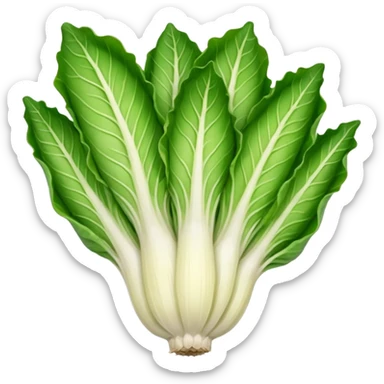 green blegian endive radicchio slim single head  sticker