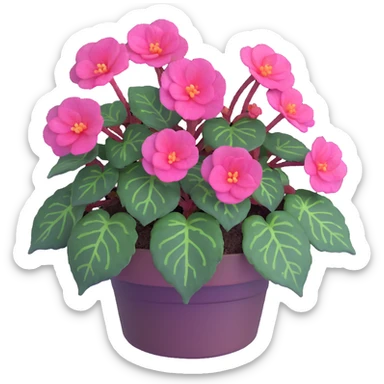 Bird's eye view of Begonia Rex plant showing spiral leaf formation from directly above, dark green leaves with purple edges and white spots sticker