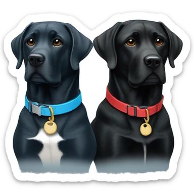 two dogs looking to the right. both black labradors, one with a red colour and the other with a light blue collar sticker