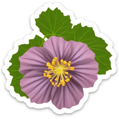 Abutilon hirtum	Buenos días flower sticker