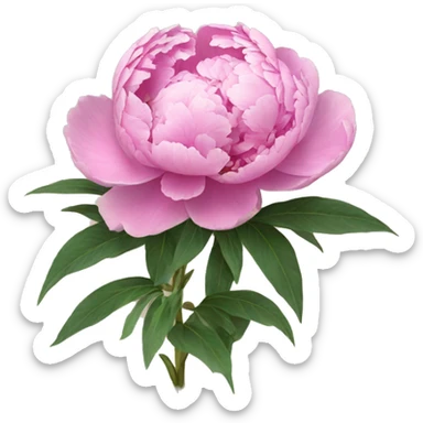 Peonies sticker