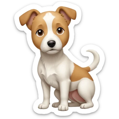 a full body facing front on of a buff white beagle cross jack russell terrier looking dog the size of a kelpie with light brown long ears resting on its face and a light brown patch above one eye and a large snout. the rest of the dog is completely white.  sticker